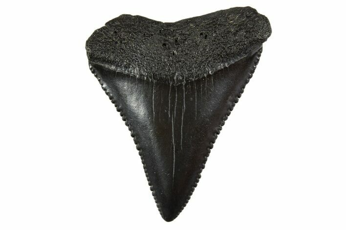 Fossil Great White Shark Tooth - South Carolina #340326